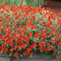 Henfield Brilliant Sun Rose - Helianthemum - Quart Pot 5 Henfield Brilliant Sun Rose - Helianthemum - Quart Pot -HIRTS Sales api401tpy 91006.1592324775