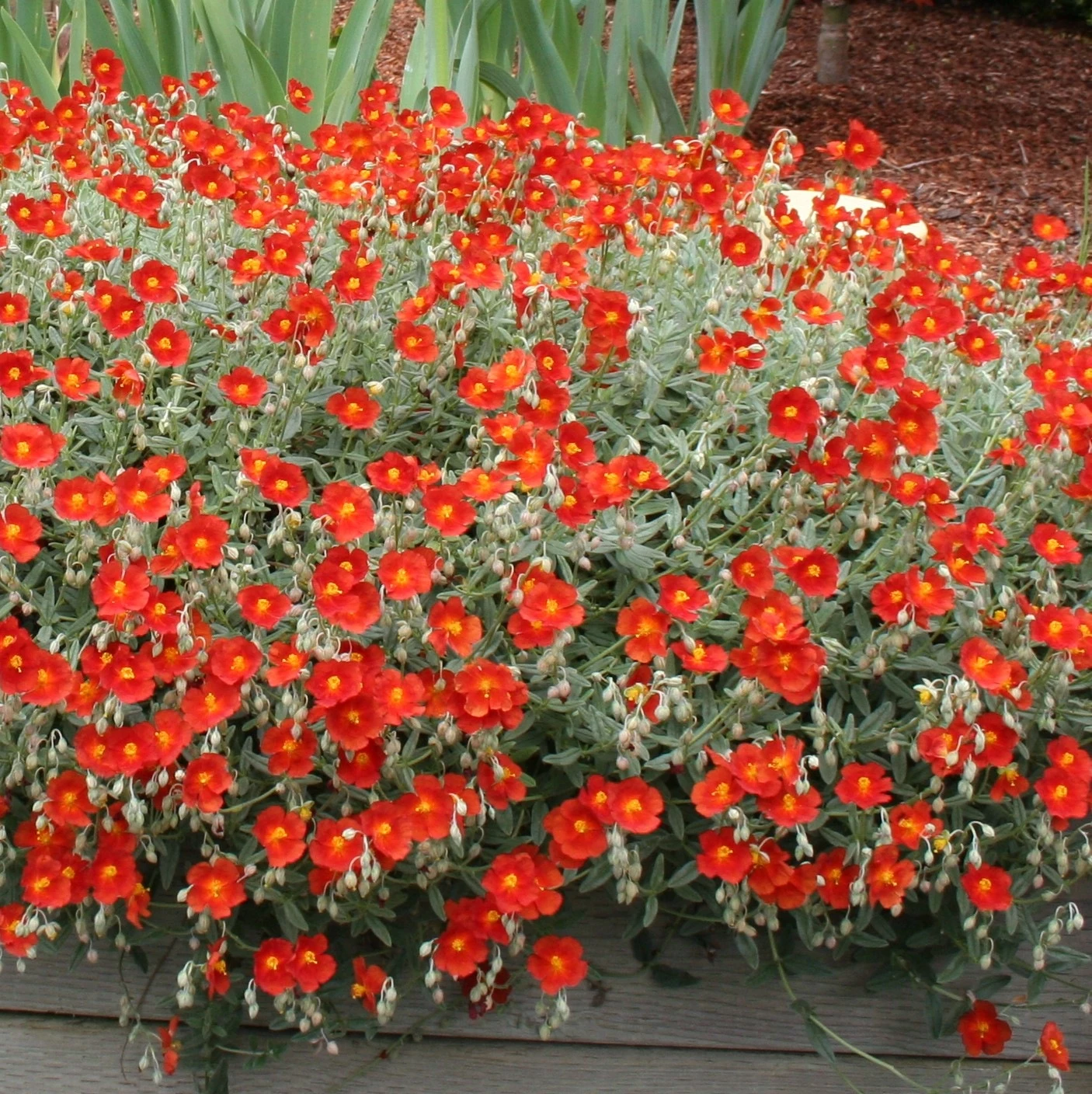 Henfield Brilliant Sun Rose - Helianthemum - Quart Pot 4 Henfield Brilliant Sun Rose - Helianthemum - Quart Pot - Image 2