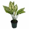 Wintry Winehouse Chinese Evergreen Plant - Aglaonema - Low Light - 4" Pot -HIRTS Sales api42nsvd 47457.1592324531