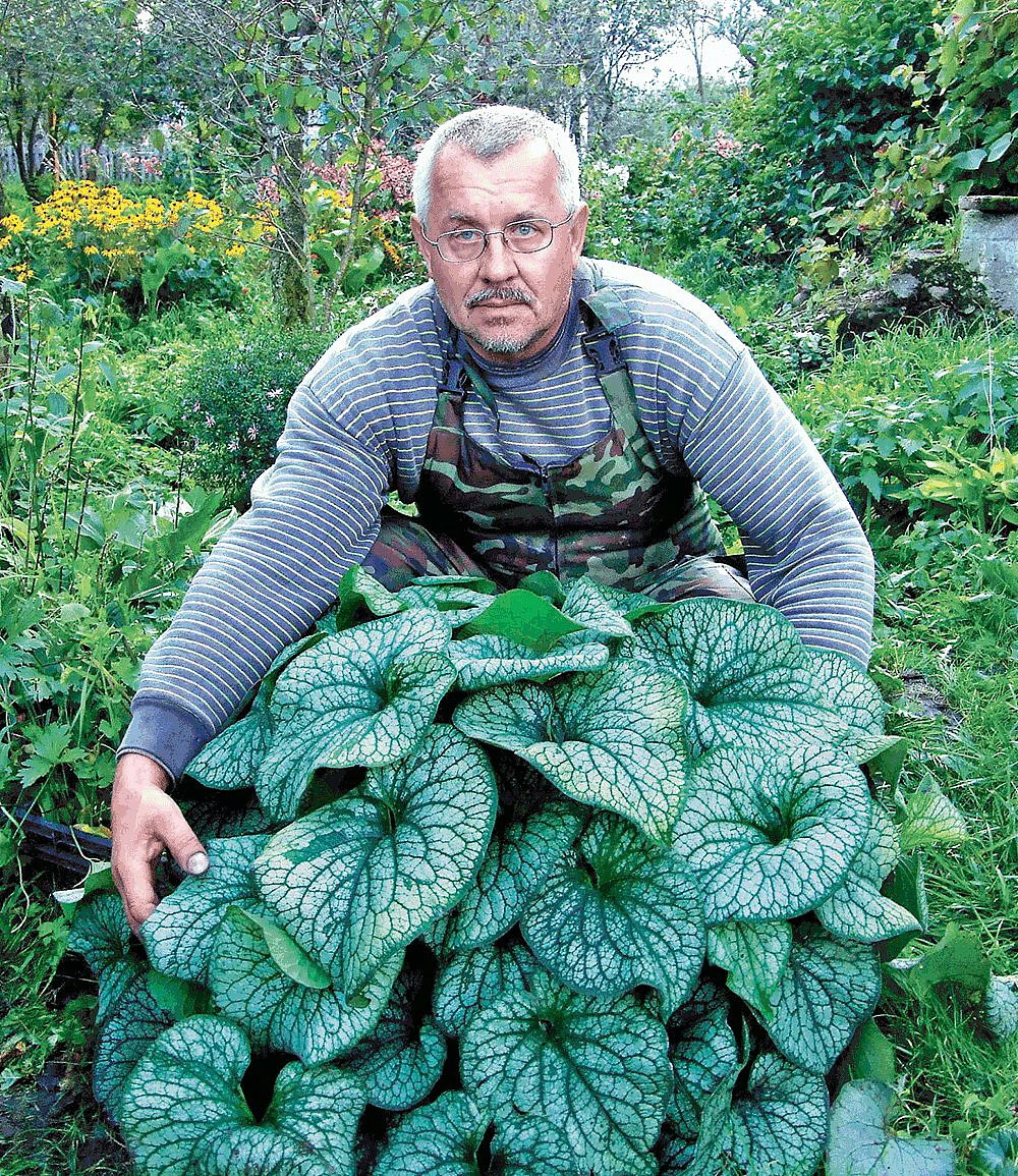 Alexander's Great Brunnera - Great In The Shade - Blue Flowers - Gallon Pot 4 Alexander's Great Brunnera - Great In The Shade - Blue Flowers - Gallon Pot - Image 2