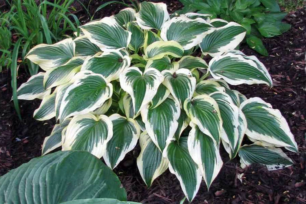 Fantabulous Hosta - Live Plant - Cream & Green - Quart Pot 4 Fantabulous Hosta - Live Plant - Cream & Green - Quart Pot - Image 2