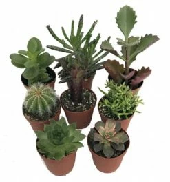 Instant Cactus/Succulent Collection - 8 Plants -Terrarium/Fairy Garden- 2" Pots