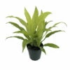 Limelight Madagascar Dragon Tree - Dracaena - 6" Pot - Easy To Grow House Plant 2 Limelight Madagascar Dragon Tree - Dracaena - 6" Pot - Easy To Grow House Plant -HIRTS Sales api4ihr2z 99333.1592324970