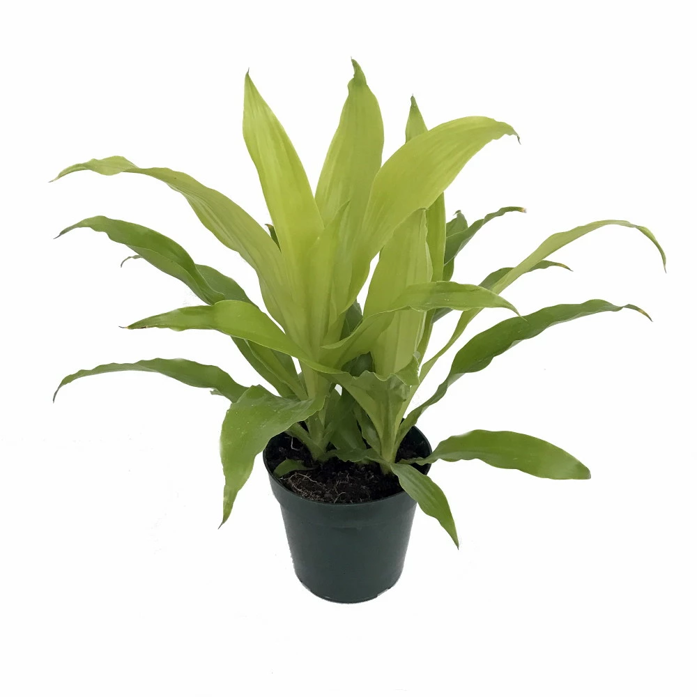 Limelight Madagascar Dragon Tree - Dracaena - 6" Pot - Easy To Grow House Plant 3 Limelight Madagascar Dragon Tree - Dracaena - 6" Pot - Easy To Grow House Plant