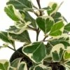 Rare Variegated Triangle Weeping Fig - Ficus Triangularis Variegata - 6" Pot 1 Rare Variegated Triangle Weeping Fig - Ficus Triangularis Variegata - 6" Pot -HIRTS Sales api4qkysb 71589.1641861538