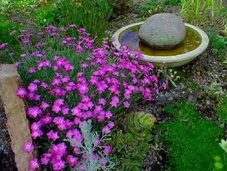 Fire Witch Dianthus Perennial - Spicy Fragrance! - Quart Pot 4 Fire Witch Dianthus Perennial - Spicy Fragrance! - Quart Pot - Image 2