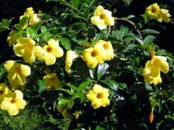 Golden Brazilian Jasmine Plant - Indoors/Out - Mandevilla - 6" Pot -HIRTS Sales api52xinl 82694.1592323656