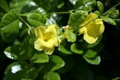 Golden Brazilian Jasmine Plant - Indoors/Out - Mandevilla - 6" Pot -HIRTS Sales api5buvan 66846.1592323656