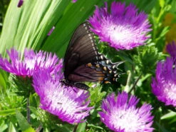 Honeysong Purple Stokes Aster Perennial - Stokesia - Gallon Pot -HIRTS Sales api5t1gba 93645.1592330226