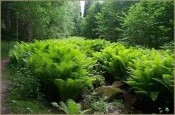 The King Hardy Ostrich Fern - Matteuccia - Up To 8 Feet Tall! - Gallon Pot