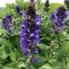Blue Marvel Salvia - Meadow Sage - Quart Pot 1 Blue Marvel Salvia - Meadow Sage - Quart Pot -HIRTS Sales api6ceqqx 74802.1592326348
