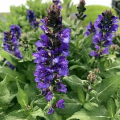 Blue Marvel Salvia - Meadow Sage - Quart Pot