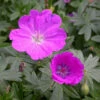 Max Frei Hardy Geranium - Bloody Cranesbill - Live Plant - Gallon Pot 2 Max Frei Hardy Geranium - Bloody Cranesbill - Live Plant - Gallon Pot -HIRTS Sales api6pzefg 32726.1616967198