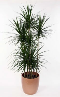 Madagascar Dragon Tree - Dracaena Marginata - 6" Pot - Easy To Grow House Plant -HIRTS Sales api6s1drj 83655.1592332114