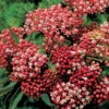 Cinderella Butterfly Flower Perennial - Asclepias - Live Plant - Gallon Pot -HIRTS Sales api6sjrg9 03421.1592318783