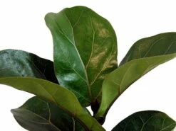 Hirt's Fiddleleaf Fig Tree - Ficus - Great Indoor Tree - Easy - 6" Pot 8 Hirt's Fiddleleaf Fig Tree - Ficus - Great Indoor Tree - Easy - 6" Pot -HIRTS Sales api6tmsdn 42735.1592317425