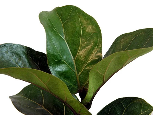 Hirt's Fiddleleaf Fig Tree - Ficus - Great Indoor Tree - Easy - 6" Pot 5 Hirt's Fiddleleaf Fig Tree - Ficus - Great Indoor Tree - Easy - 6" Pot - Image 3