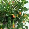 Premium Goldfish Plant - 6" Hanging Basket - Blooms Frequently! 1 Premium Goldfish Plant - 6" Hanging Basket - Blooms Frequently! -HIRTS Sales api6ye5aq 08238.1592326029
