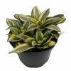 Golden Hahnii Birdsnest Snake Plant - Sanseveria- 6" Pot 1 Golden Hahnii Birdsnest Snake Plant - Sanseveria- 6" Pot -HIRTS Sales api6yreta 83573.1592327886