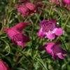 Red Rocks Bearded Tongue Perennial - Penstemon - Live Plant - Quart Pot -HIRTS Sales api732gjj 00694.1592325910