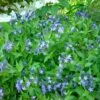 Blue Ice Amsonia Perennial - NEW! - Quart Pot -HIRTS Sales api7ajb7t 12680.1609180172