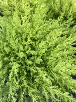 Lemon Scented Goldcrest Cypress Tree - Indoors/Out - 4.5" Pot 8 Lemon Scented Goldcrest Cypress Tree - Indoors/Out - 4.5" Pot -HIRTS Sales api7lel7m 87214.1592326033