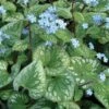 Emerald Mist Bugloss - Brunnera - Shade Perennial - Gallon Pot -HIRTS Sales api7nspnl 16672.1592323466