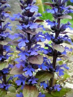 Bronze Beauty Ajuga 48 Plants - Carpet Bugle - Very Hardy -1 3/4" Pots -HIRTS Sales api7t0zdi 67832.1592323096