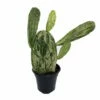 Warm Hand - Velvet Opuntia -Nopal Cactus-Opuntia Cochenillifera-Edible-4" Pot 1 Warm Hand - Velvet Opuntia -Nopal Cactus-Opuntia Cochenillifera-Edible-4" Pot -HIRTS Sales api82ore0 47004.1592329913