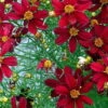 Red Satin Coreopsis Tickseed Perennial Live Plant - Quart Pot 2 Red Satin Coreopsis Tickseed Perennial Live Plant - Quart Pot -HIRTS Sales api87lpv8 05514.1592324571