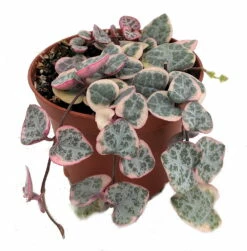 Pearl Moon Rosary Vine - Ceropegia Woodii Pretty Pk- String Of Hearts - 2.5" Pot