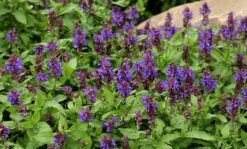 Blue Marvel Salvia - Meadow Sage - Quart Pot -HIRTS Sales api8pb9en 24697.1592326349