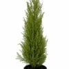 Lemon Scented Goldcrest Cypress Tree - Indoors/Out - 6" Pot -HIRTS Sales api8qey4e 82909.1592325972