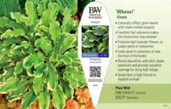 City Lights Hosta - Quart Pot 5 City Lights Hosta - Quart Pot -HIRTS Sales api8rm9od 06729.1592334066