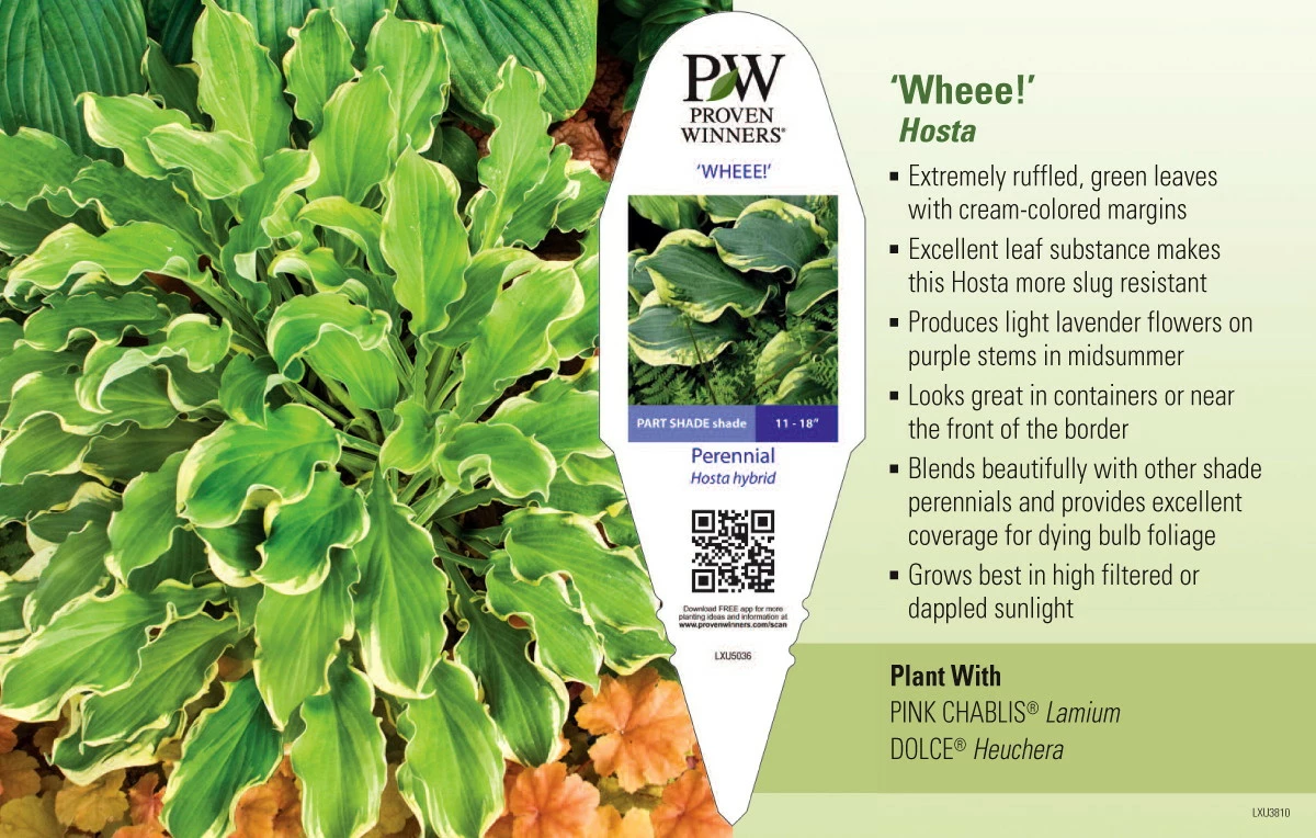 City Lights Hosta - Quart Pot 4 City Lights Hosta - Quart Pot - Image 2