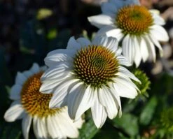 Pow Wow White Coneflower - Echinacea - Live Plant - Quart Pot -HIRTS Sales api9ckmpe 00665.1592325952