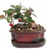 Wintergreen Bonsai With Berries In Ceramic Pot - Teaberry - Gaultheria - Aromatic Leaves