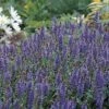 Blue Hill Salvia Perennial - Long Bloomer - Quart Pot 1 Blue Hill Salvia Perennial - Long Bloomer - Quart Pot -HIRTS Sales api9rr7h5 21550.1592325197
