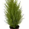 Lemon Scented Goldcrest Cypress Tree - Indoors/Out - 4.5" Pot -HIRTS Sales api9xdl0k 03477.1592326032