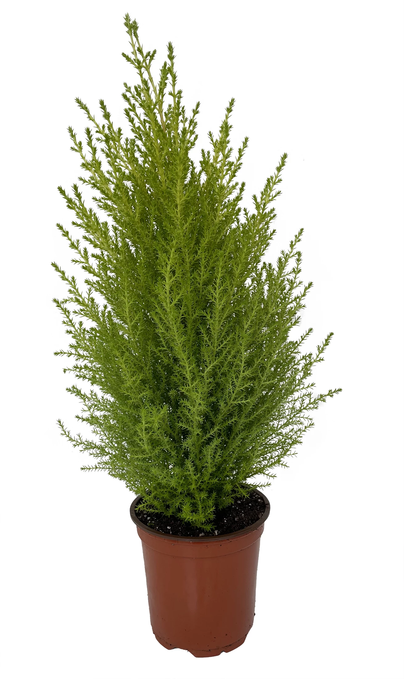 Lemon Scented Goldcrest Cypress Tree - Indoors/Out - 4.5" Pot 3 Lemon Scented Goldcrest Cypress Tree - Indoors/Out - 4.5" Pot