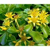 Russian Kamtschaticum Sedum - Hardy Perennial Groundcover - Quart Pot
