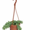 Burrito Burros Tail - 4" Mini Hanging Basket - Sedum Burrito 1 Burrito Burros Tail - 4" Mini Hanging Basket - Sedum Burrito -HIRTS Sales apia34plv 83220.1621960398