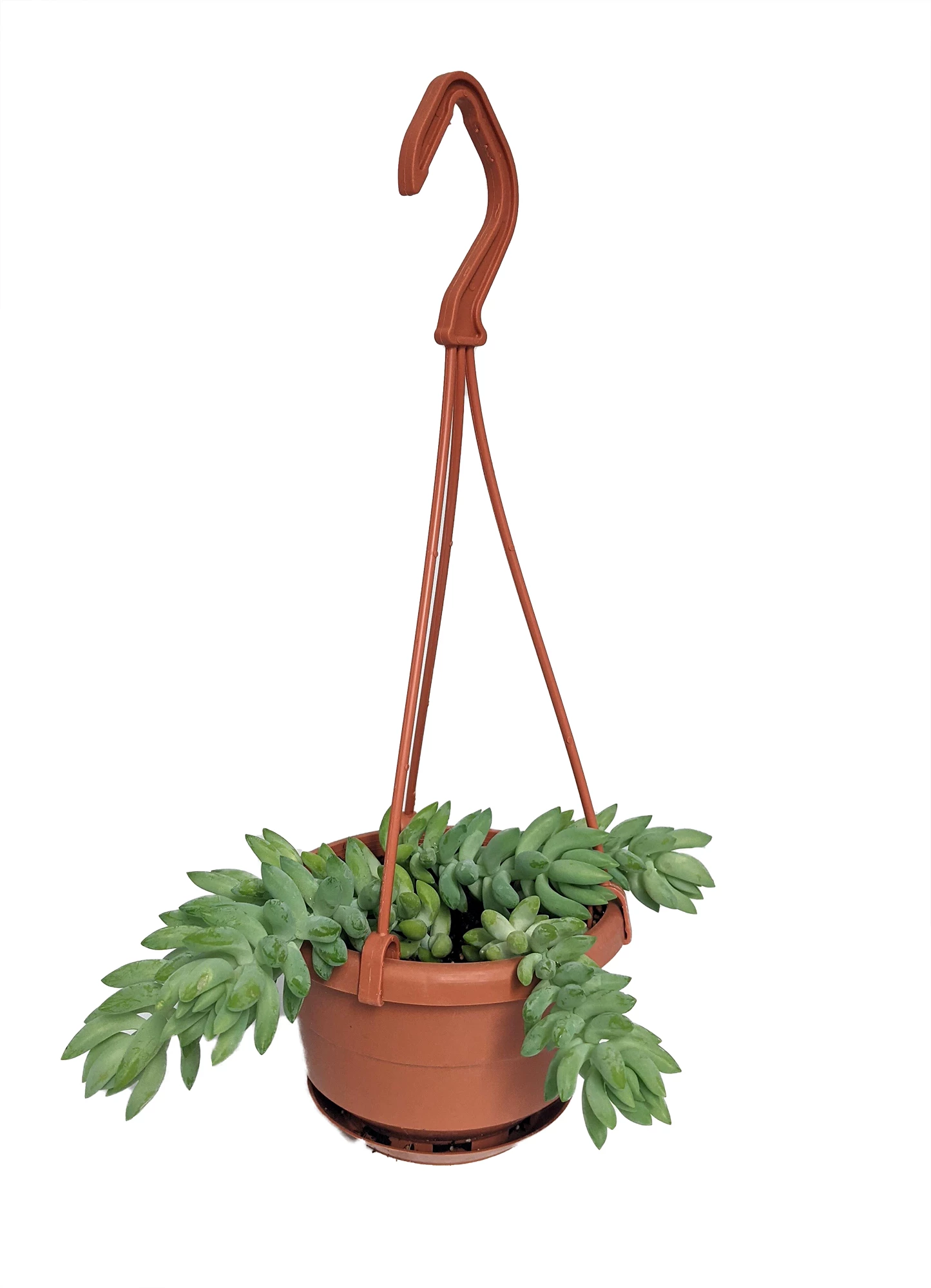 Burrito Burros Tail - 4" Mini Hanging Basket - Sedum Burrito 3 Burrito Burros Tail - 4" Mini Hanging Basket - Sedum Burrito