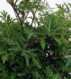 Stylized Thick Trunk Japanese Ming Tree - Polyscias Fruticosa - Indoor - 6" Pot -HIRTS Sales apiahklus 04722.1592330380