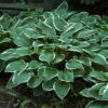 Francee Hosta - Extremely Sun Tolerant - Quart Pot -HIRTS Sales apiaip1so 52983.1592325375