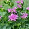 Sugar Buzz® Lilac Lollipop Bee Balm - Monarda - Purple - Quart Pot -HIRTS Sales apialmyev 89914.1592323410