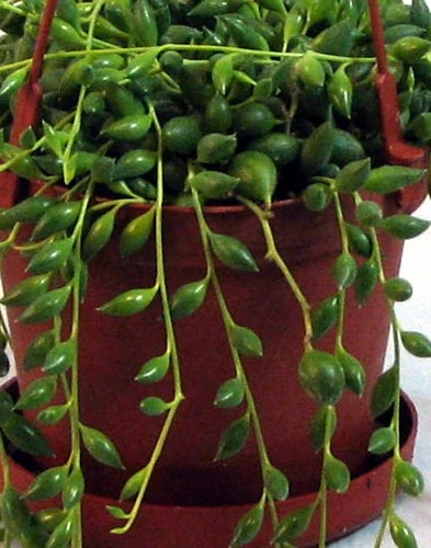 Football Plant - Senecio Radicans - 6" Hanging Basket - Succulent 7 Football Plant - Senecio Radicans - 6" Hanging Basket - Succulent - Image 5