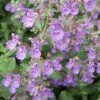 Walker's Low Catmint Perennial - Nepeta Faassenii - Live Plant - Gallon Pot
