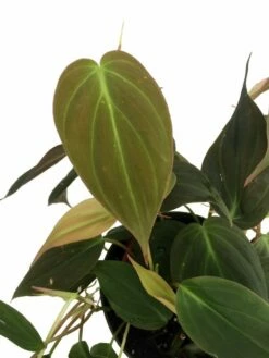 Rare Velvet Leaf Bronze Micans Vine - Philodendron - 4" Pot - Collector's Series 8 Rare Velvet Leaf Bronze Micans Vine - Philodendron - 4" Pot - Collector's Series -HIRTS Sales apiapf0wx 81240.1592323326