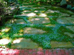 Blue Star Creeper - Isotoma - 3 Seasons Of Blooms - Gallon Pot -HIRTS Sales apiauqdqw 82931.1592332887